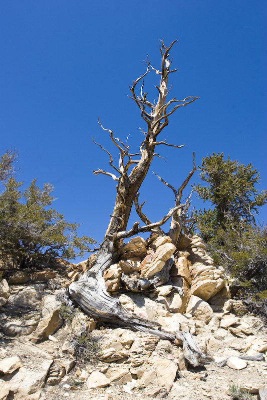 Bristlecone Pine